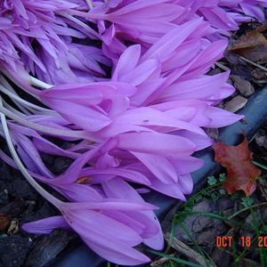 Meet your Posher, Becky